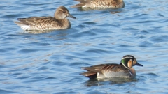 DSCN1083：トモエガモ