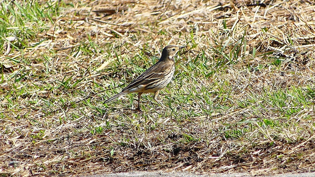 P2330401：タヒバリ