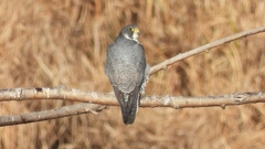 DSCN1487：ハヤブサ