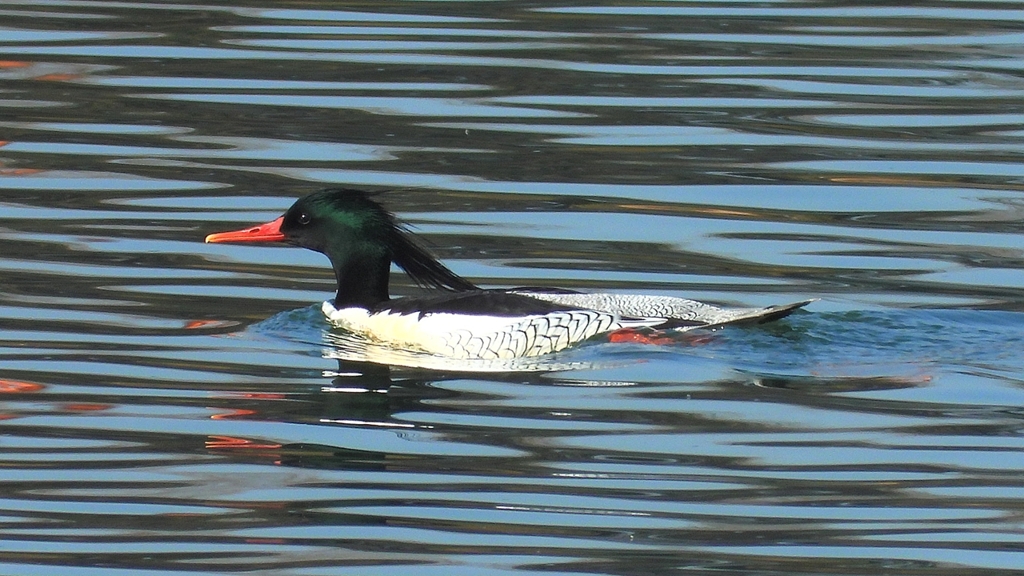 ①DSCN0814：コウライアイサ（オス）