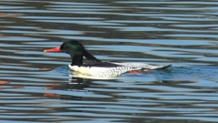 ①DSCN0814：コウライアイサ（オス）