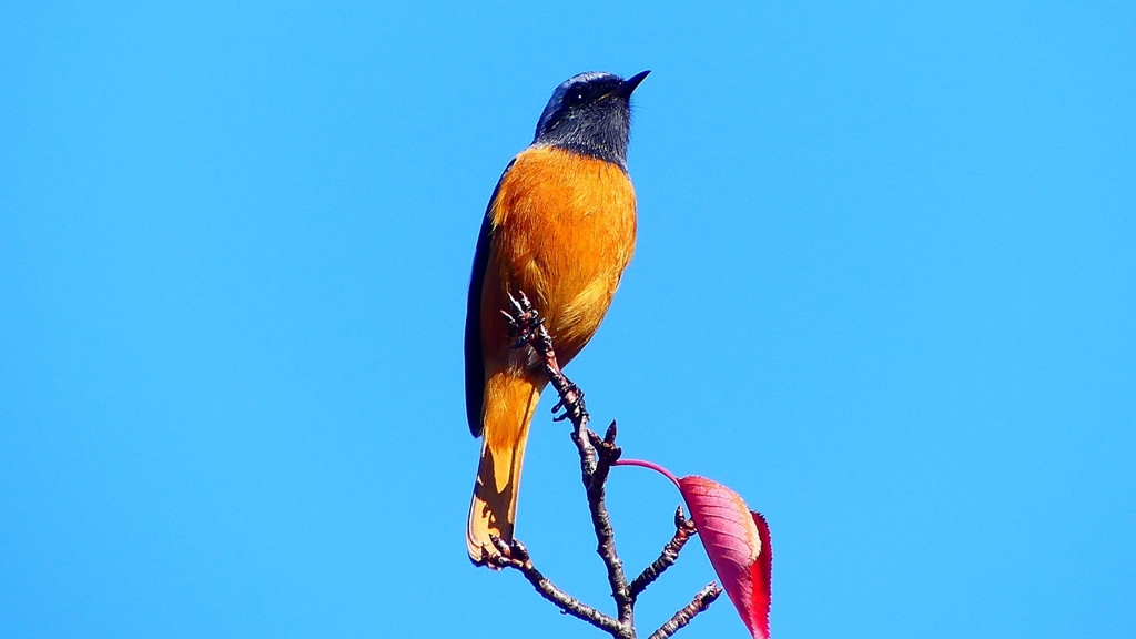 P2360183：ジョウビタキ（オス）