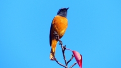 P2360183：ジョウビタキ（オス）