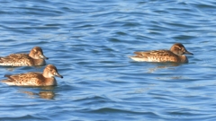 DSCN1149：トモエガモ