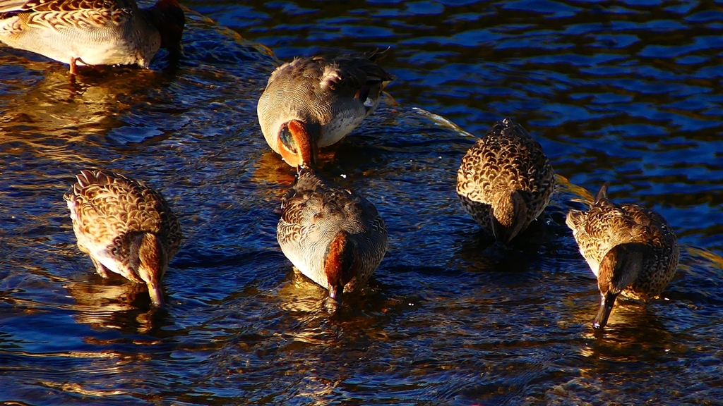 P2400185：コガモ
