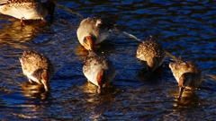 P2400185：コガモ