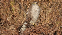 DSCN5487：ハイタカ