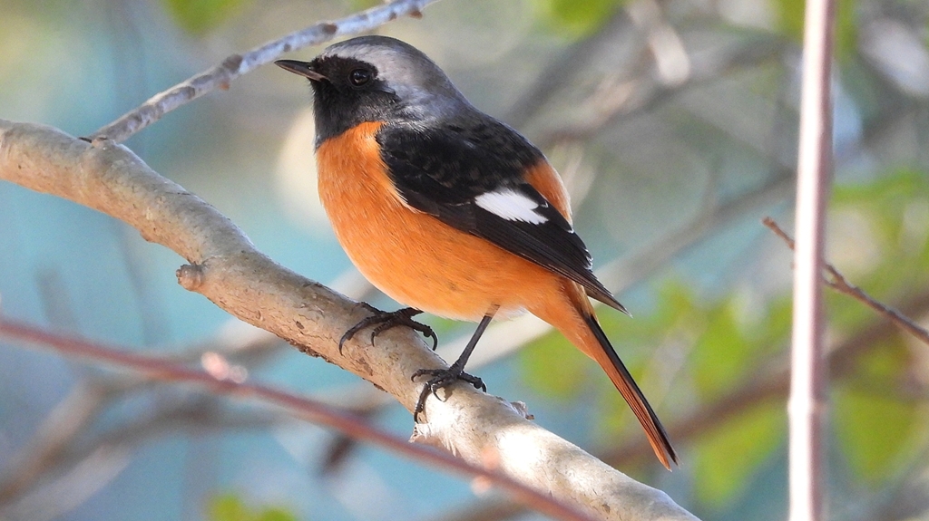 DSCN8337：ジョウビタキ（オス）