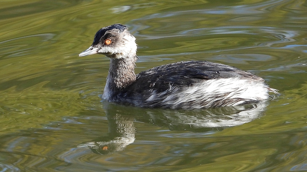 DSCN0249：ハジロカイツブリ