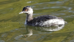 DSCN0249：ハジロカイツブリ