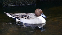 P2400059：オナガガモ（オス）