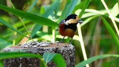 P2360258：ヤマガラ