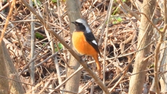 zDSCN7636：ジョウビタキ（オス）