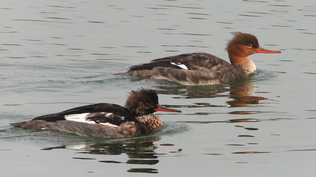 DSCN7246：ウミアイサ