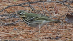 DSCN8173：ビンズイ