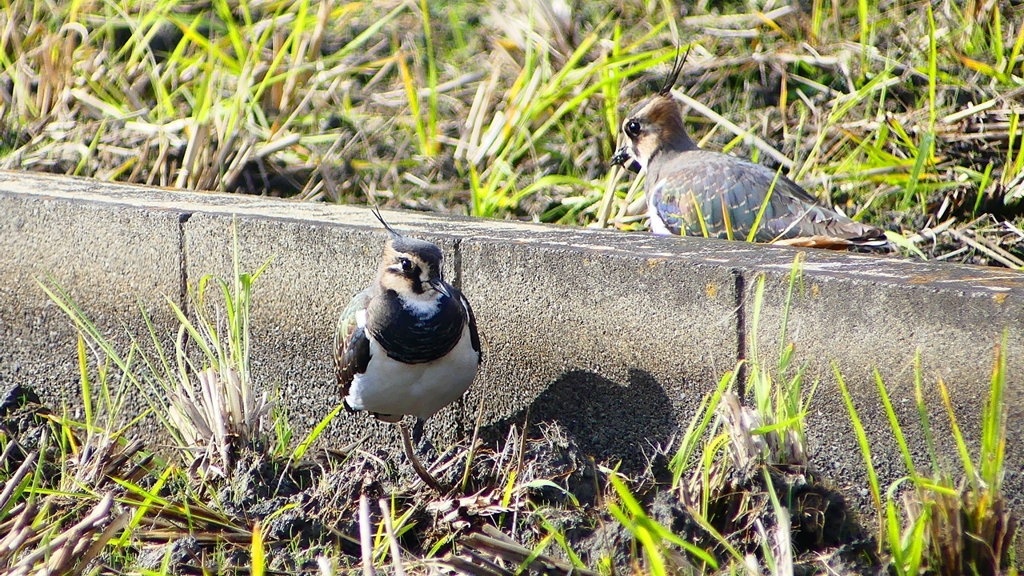P2340707：タゲリ