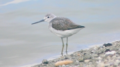 P2400858：アオアシシギ