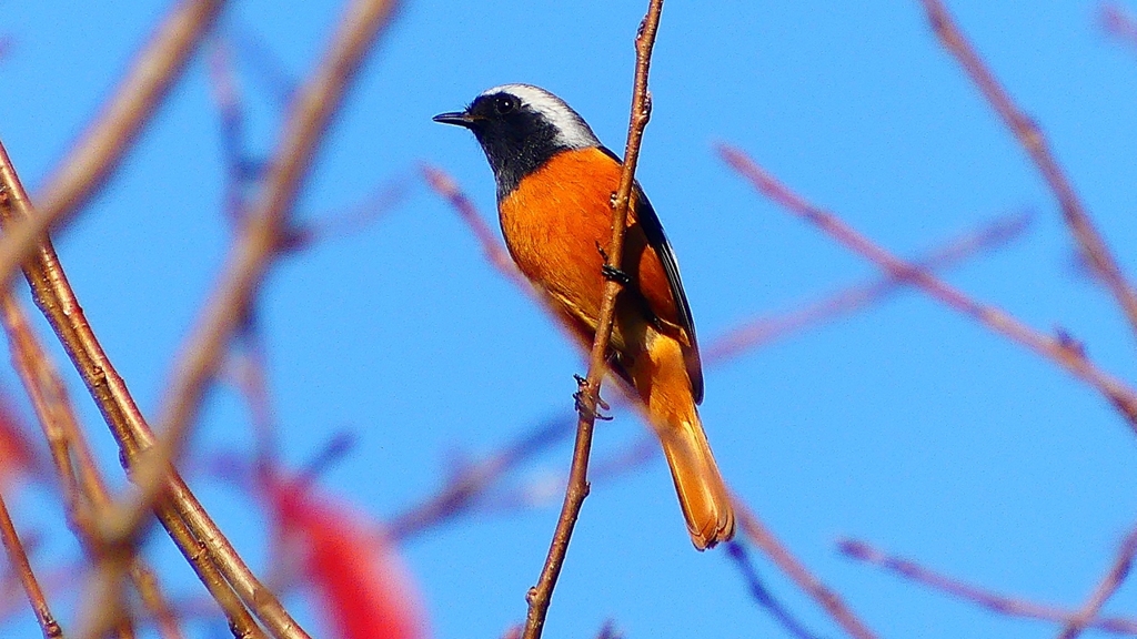 P2360200：ジョウビタキ（オス）