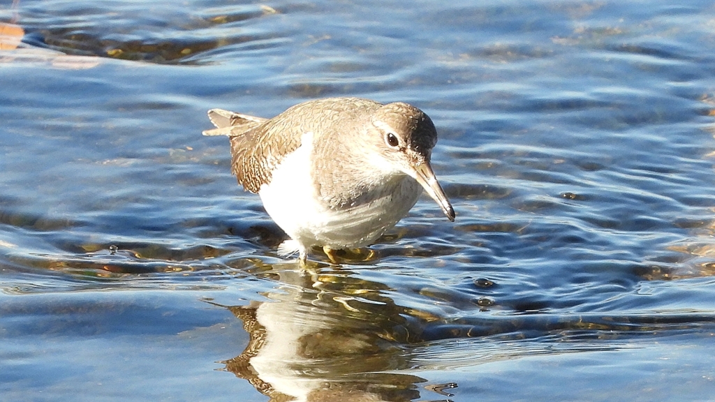 DSCN1201：イソシギ