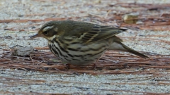 DSCN8245：ビンズイ