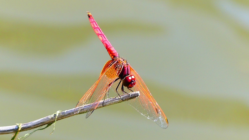 P2300776：ベニトンボ（オス）
