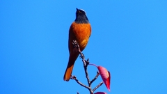 P2360192：ジョウビタキ（オス）