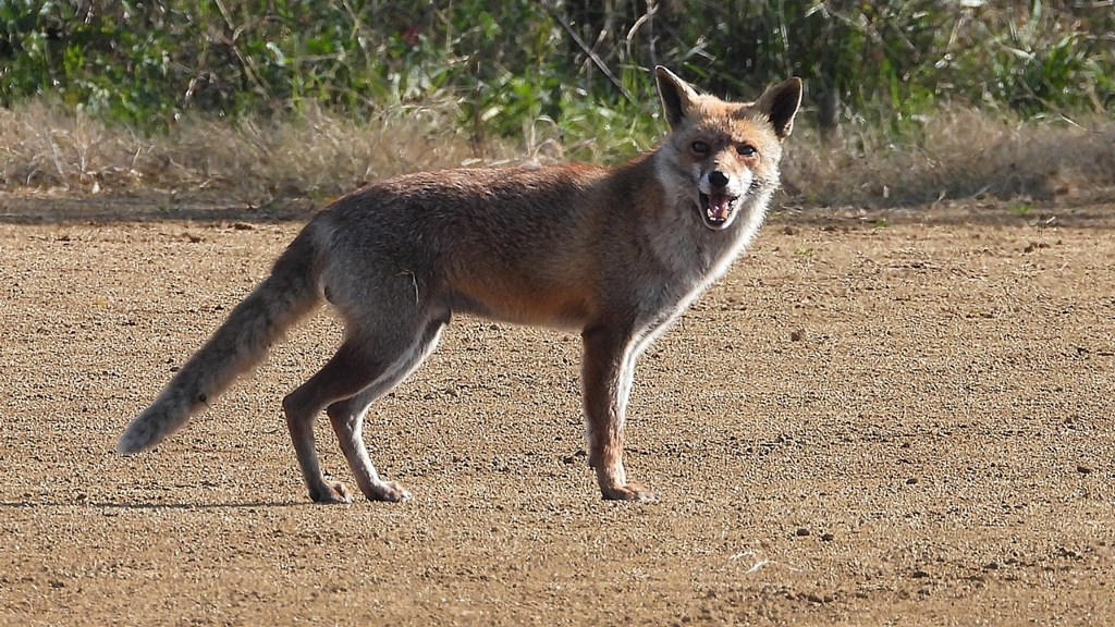 DSCN6727：キツネ