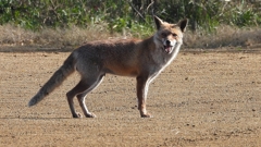 DSCN6727：キツネ