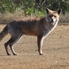DSCN6727：キツネ