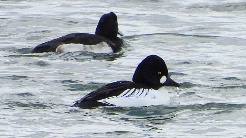 DSCN2062：ホオジロガモ（オス）他