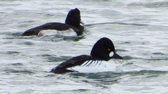 DSCN2062：ホオジロガモ（オス）他