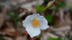 P1020415：シラユキゲシ