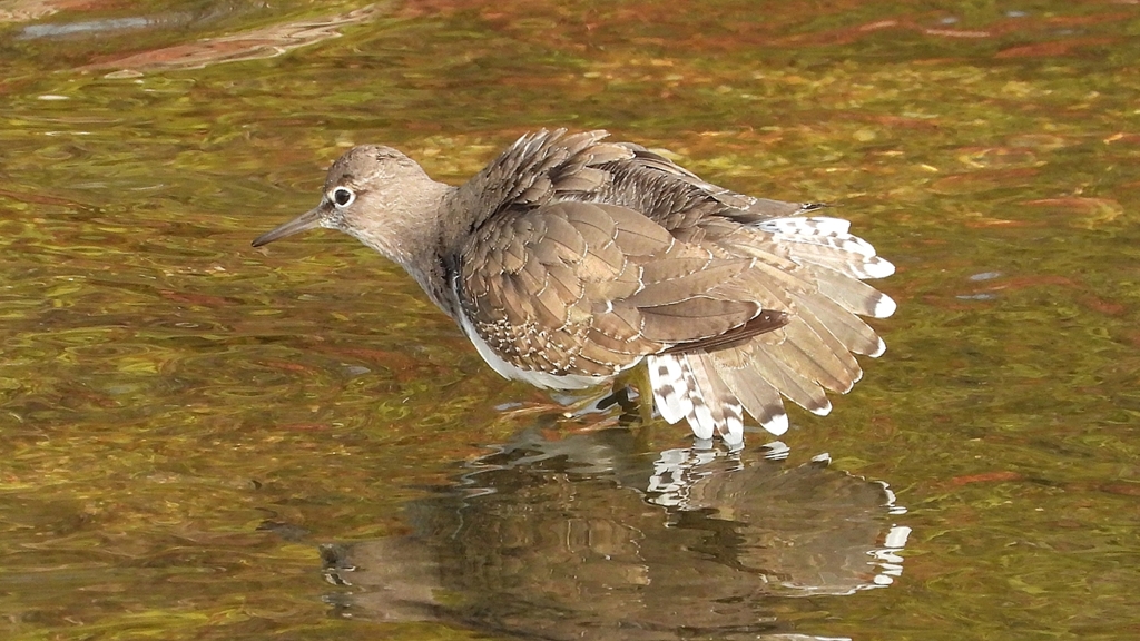 DSCN4047：イソシギ