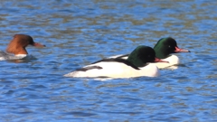 DSCN5856：カワアイサ