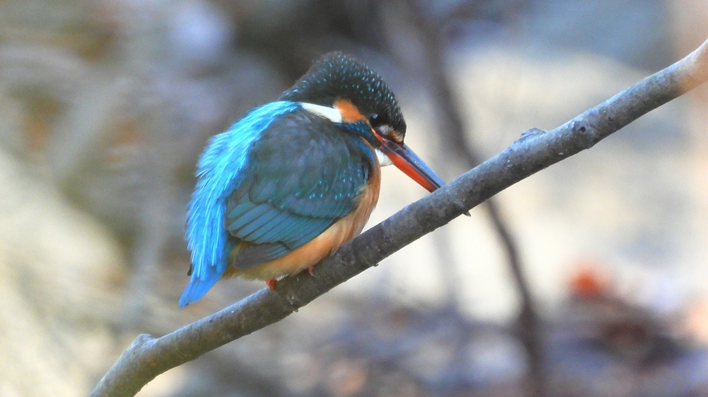 DSCN7965：カワセミ（メス）