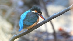 DSCN7965：カワセミ（メス）