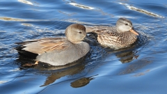 DSCN9719：オカヨシガモ