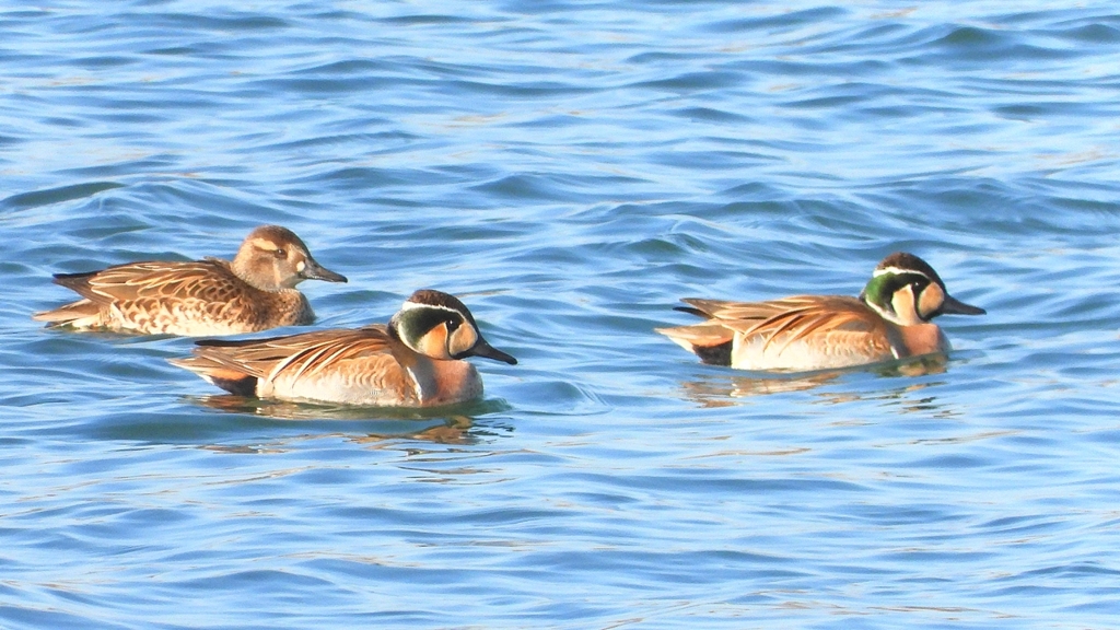 DSCN1161：トモエガモ