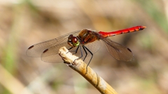 P2330504：アキアカネ（オス）