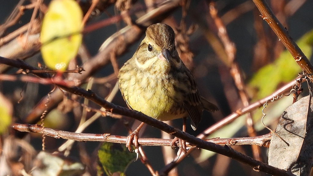 DSCN5764：アオジ