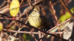 DSCN5764：アオジ