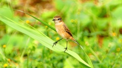 P2290432：ノビタキ