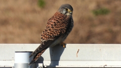 DSCN6534：チョウゲンボウ