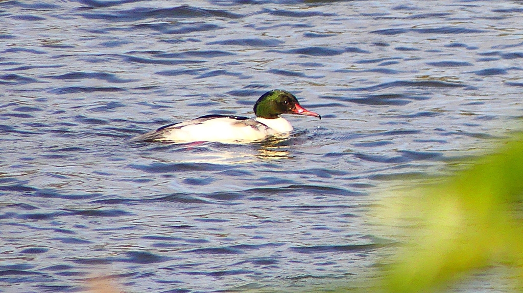 P2410380：カワアイサ