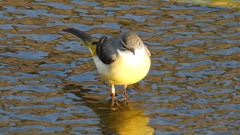 DSCN3675：キセキレイ