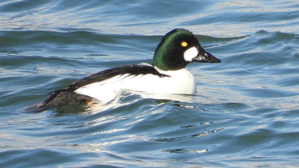 DSCN1600：ホオジロガモ（オス）