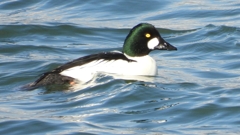 DSCN1600：ホオジロガモ（オス）