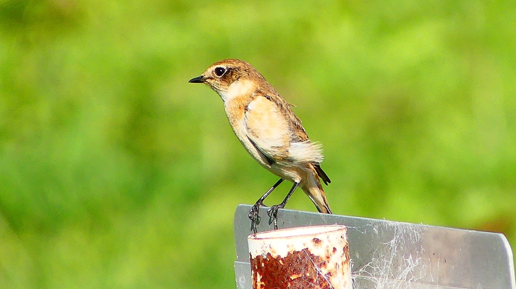 P2310818：ノビタキ