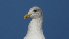 DSCN4333：セグロカモメ