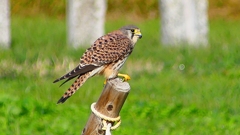 P2340482：チョウゲンボウ